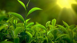 Fresh-green-tea-leaves-sunlight 1366x768 (1)